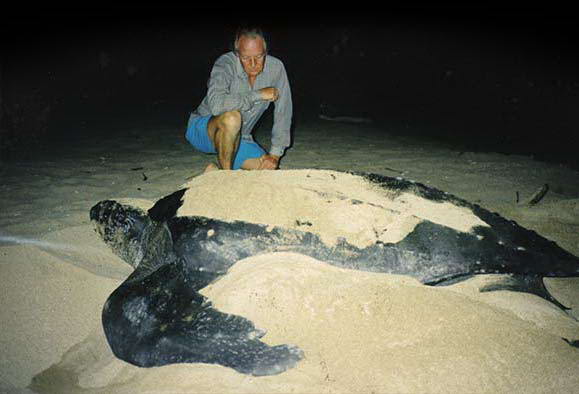 КОЖИСТАЯ ЧЕРЕПАХА (Dermochelys coriacea)